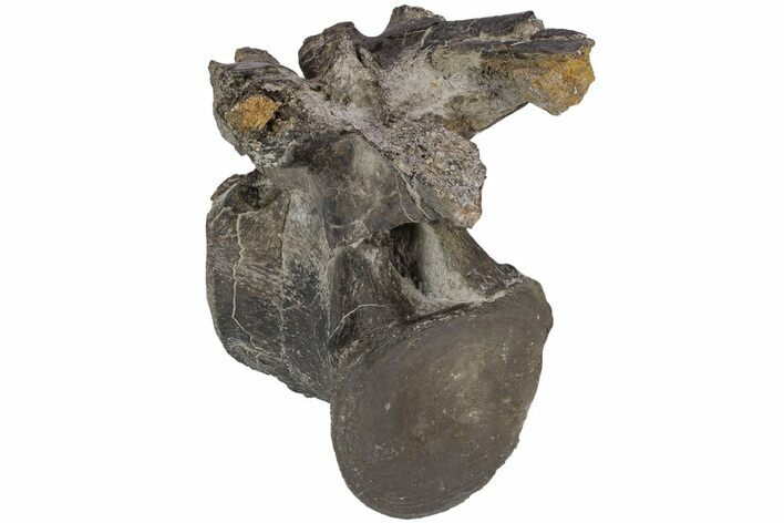 Fossil Iguanodon (Mantellisaurus) Vertebra - England #206512